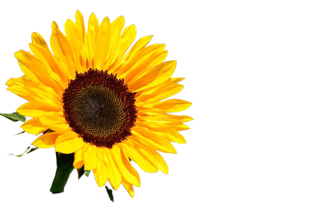 Girasoles