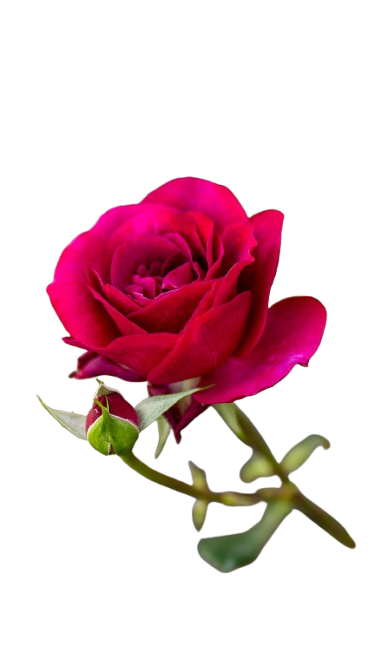 Rosas